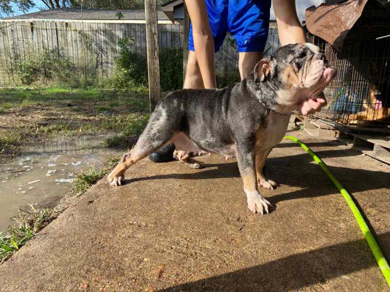 Wtt English bulldogs 