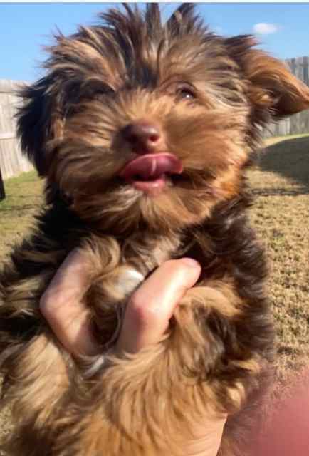 Ckc Yorkies puppies 