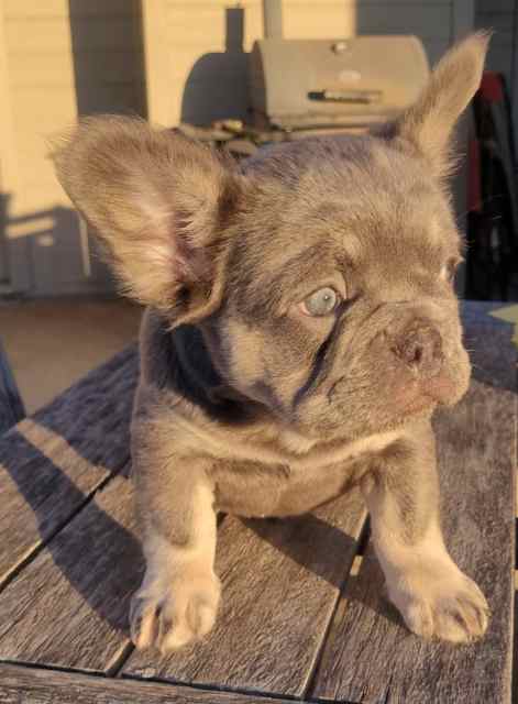 Visual Fluffy Frenchie Puppy